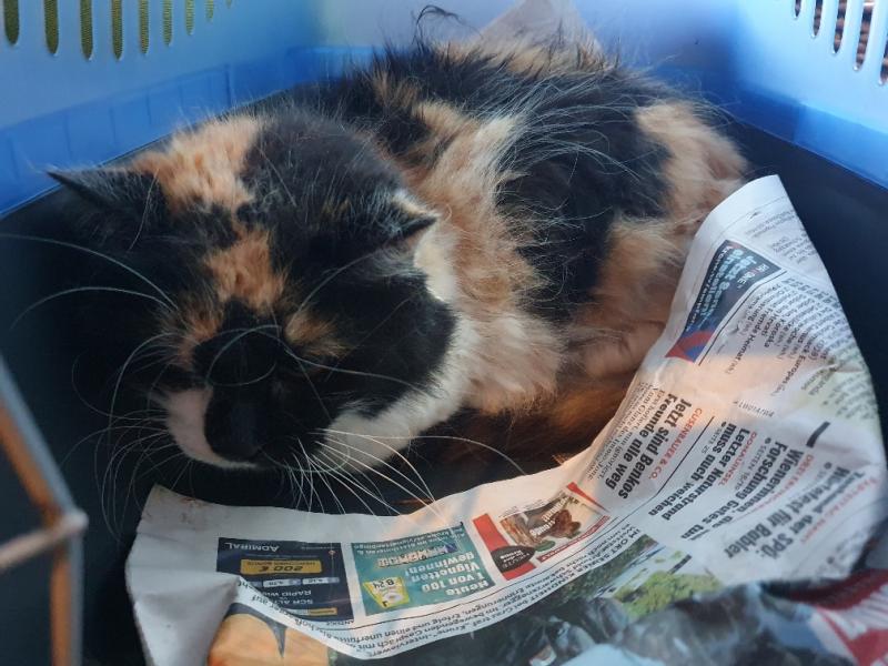 Europäische Hauskatze