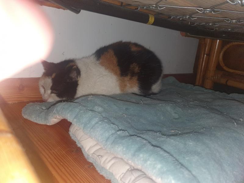 Europäische Hauskatze