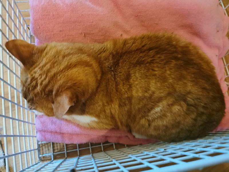 Europäische Hauskatze