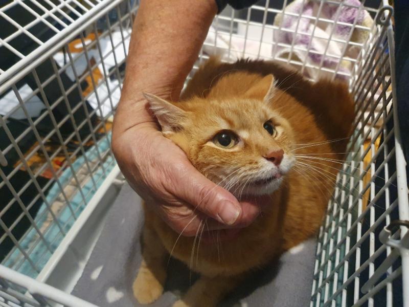 Europäische Hauskatze