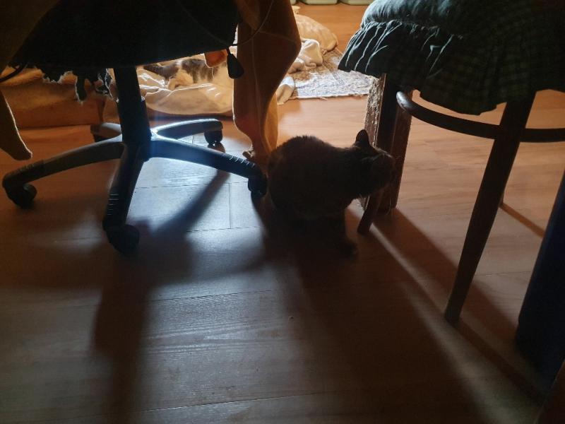 Europäische Hauskatze