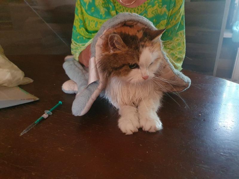 Europäische Hauskatze