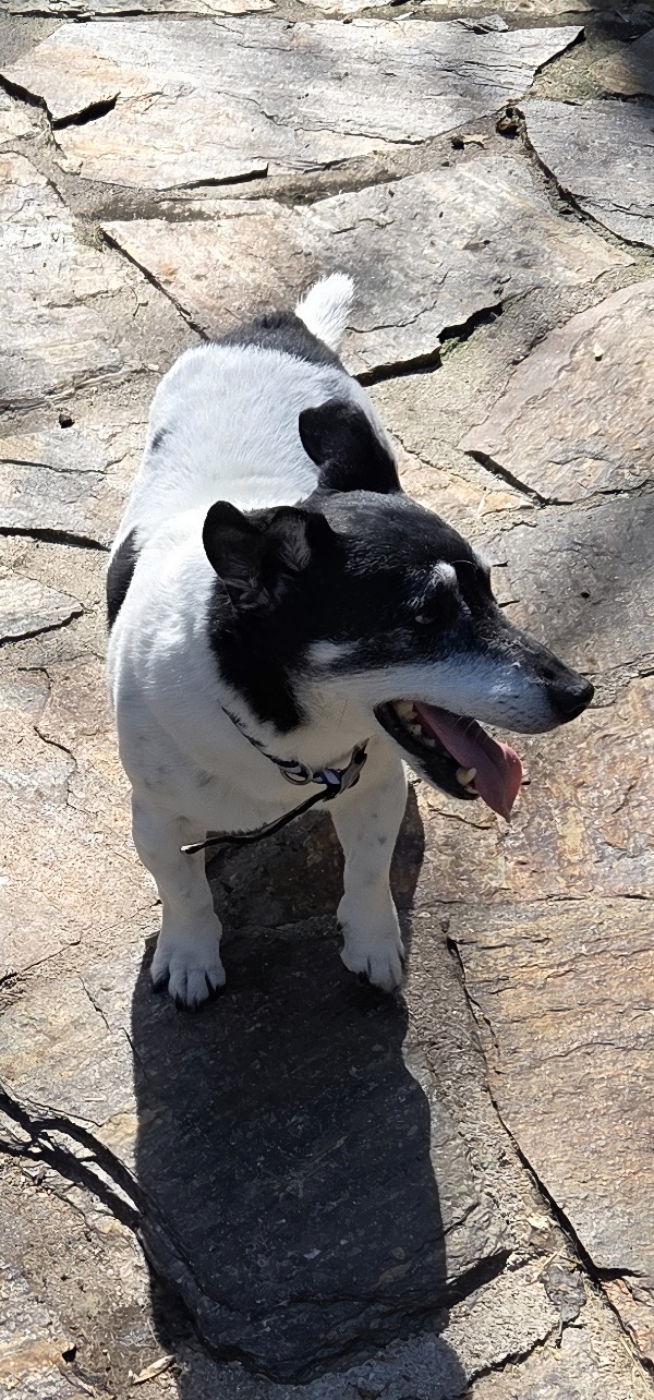 Jack Russell Terrier