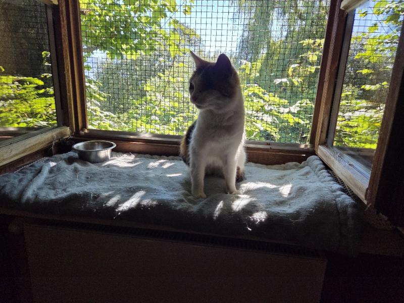 Europäische Hauskatze