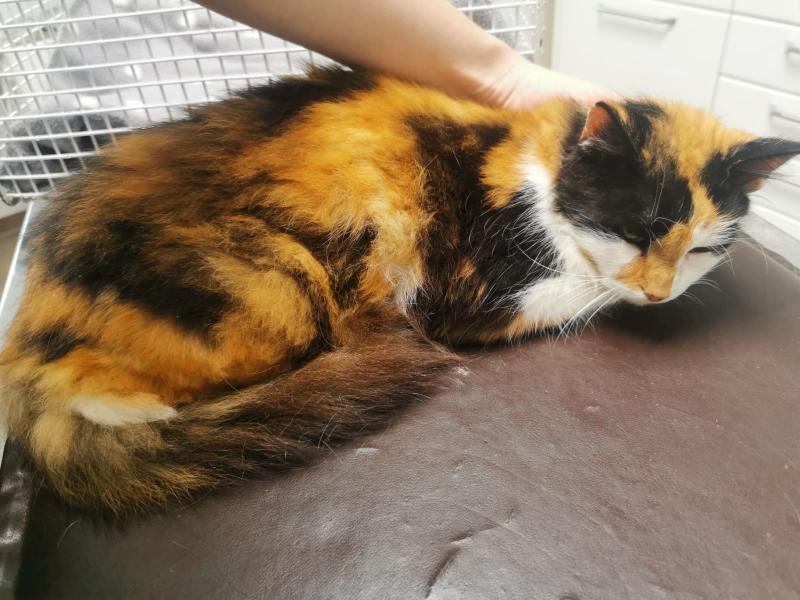 Europäische Hauskatze