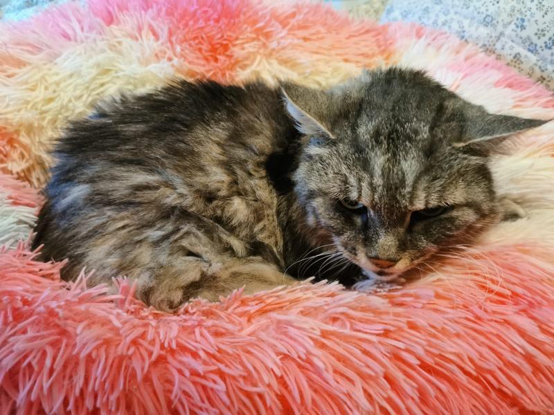 Europäische Hauskatze