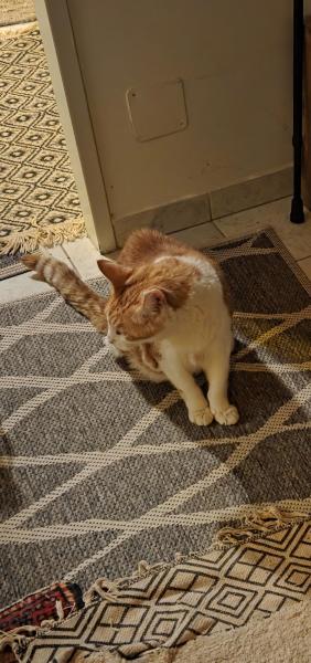 Europäische Hauskatze