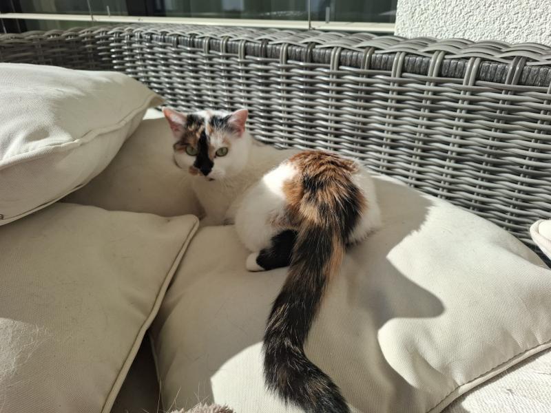 Europäische Hauskatze