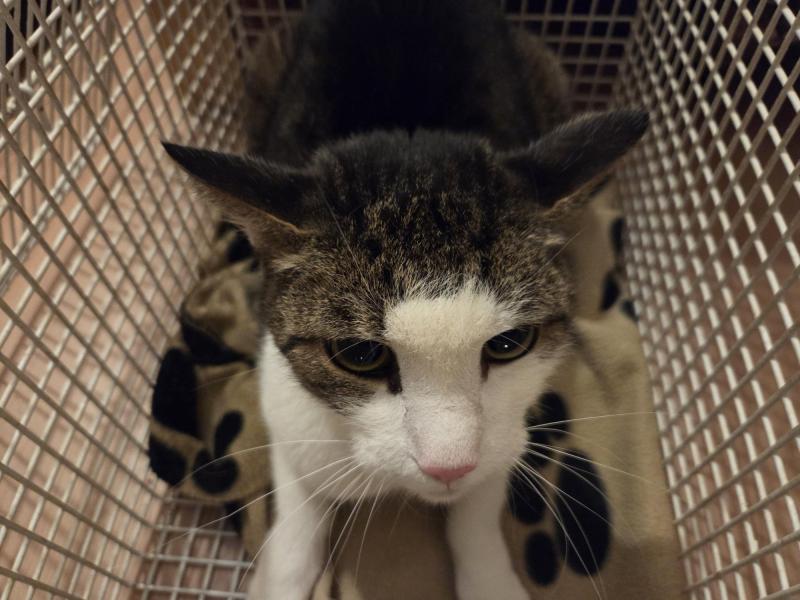 Europäische Hauskatze