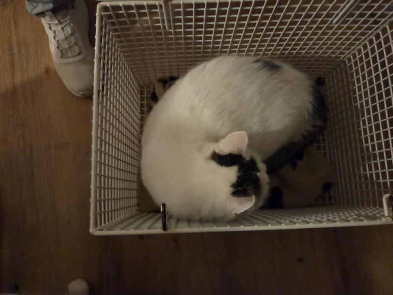 Europäische Hauskatze