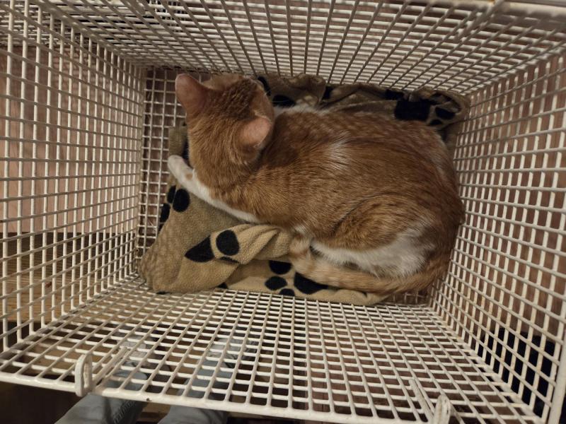 Europäische Hauskatze