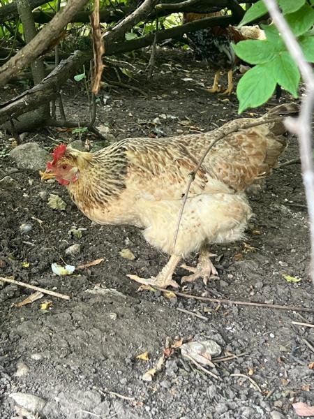 Geflügel