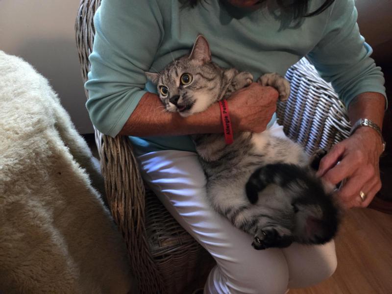 Europäische Hauskatze