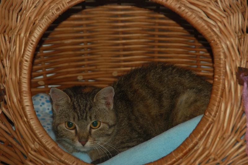 Europäische Hauskatze-Mischling