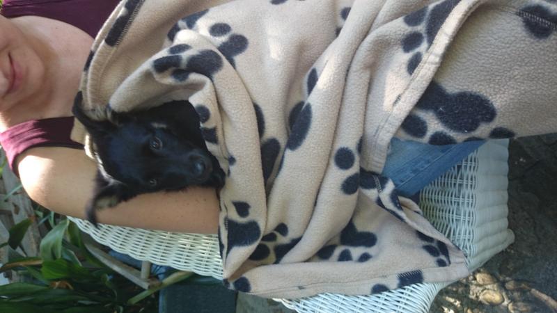 Schäferhund-Mischling