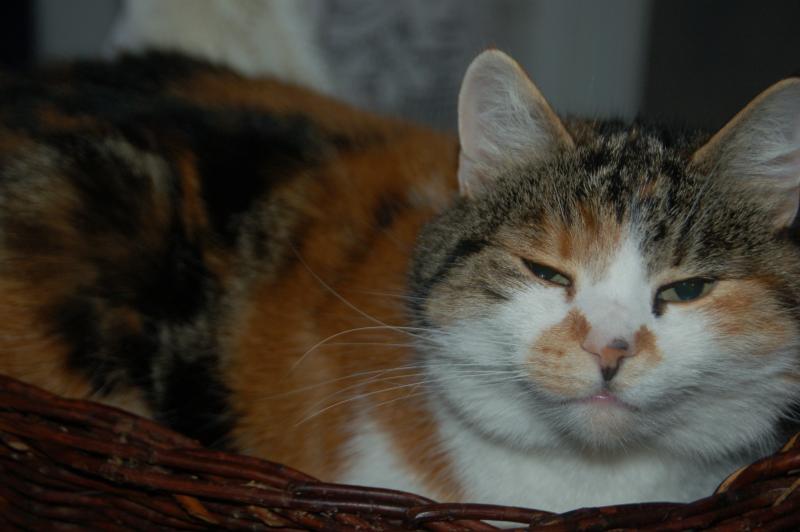 Europäische Hauskatze