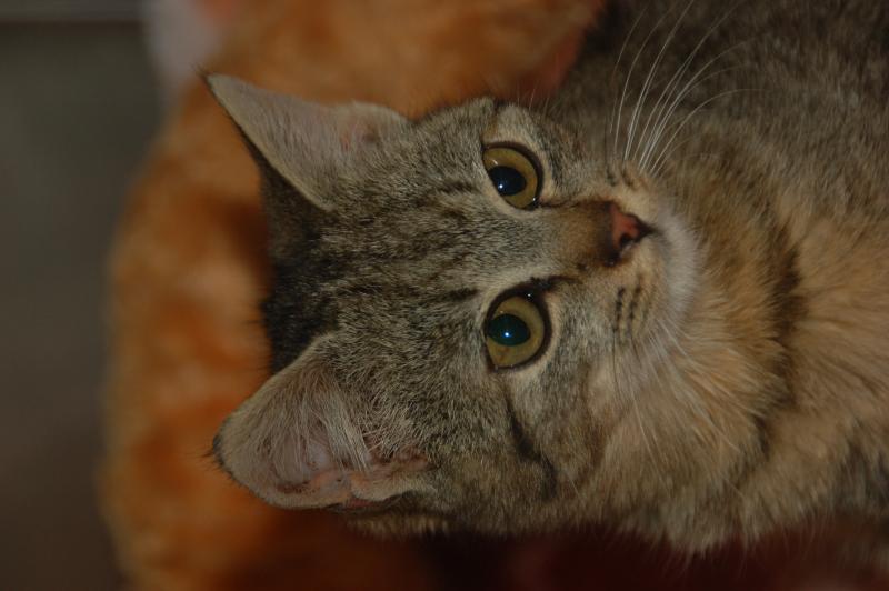 Europäische Hauskatze