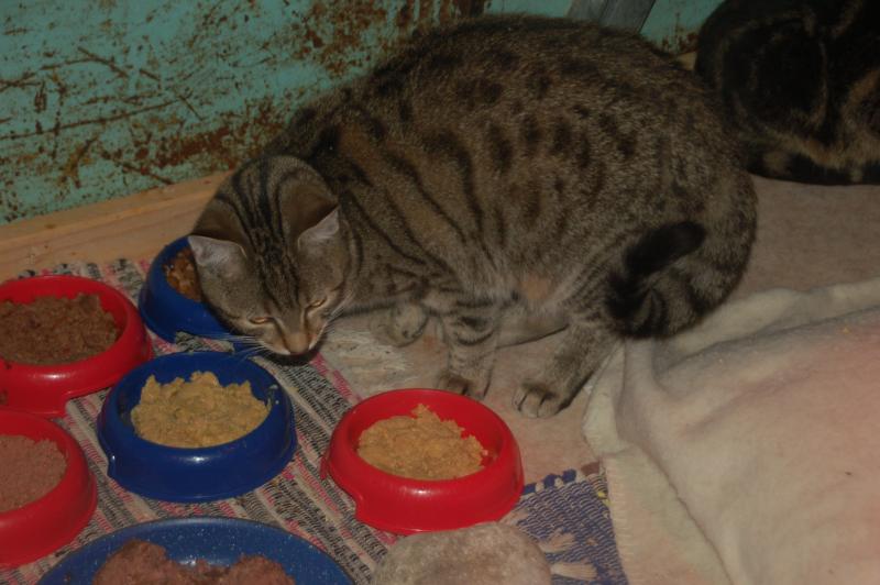 Europäische Hauskatze