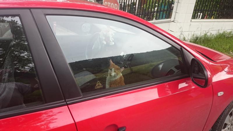 Europäische Hauskatze