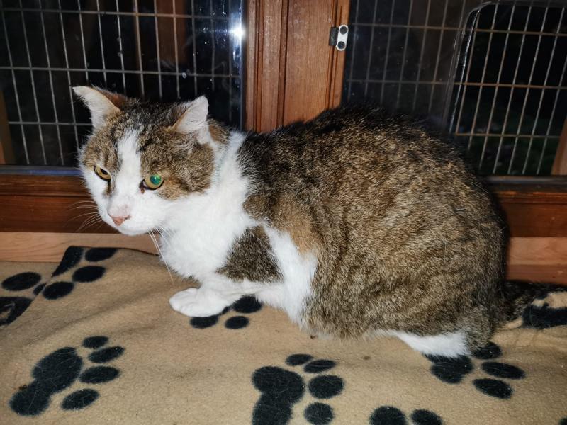 Europäische Hauskatze