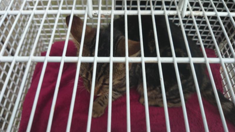 Europäische Hauskatze