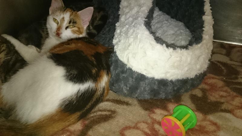 Europäische Hauskatze