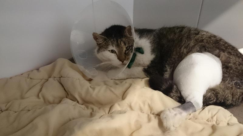 Europäische Hauskatze