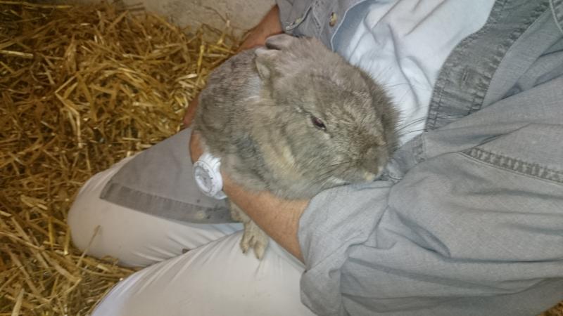 Kaninchen