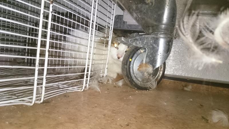Europäische Hauskatze