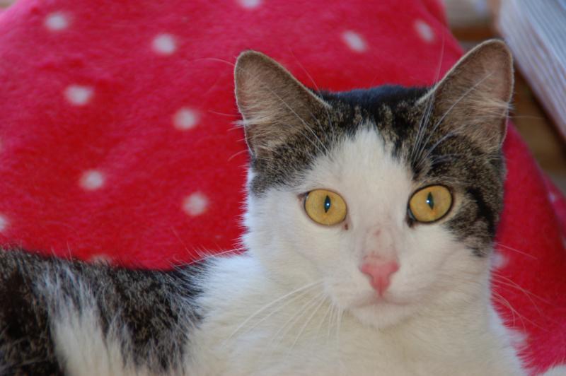 Europäische Hauskatze