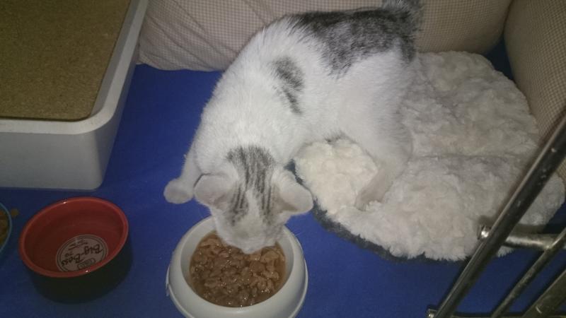 Europäische Hauskatze