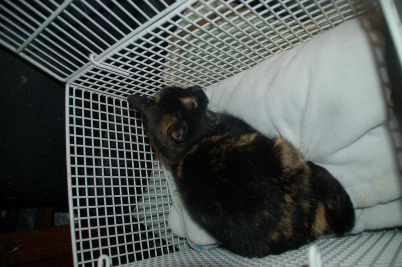 Europäische Hauskatze