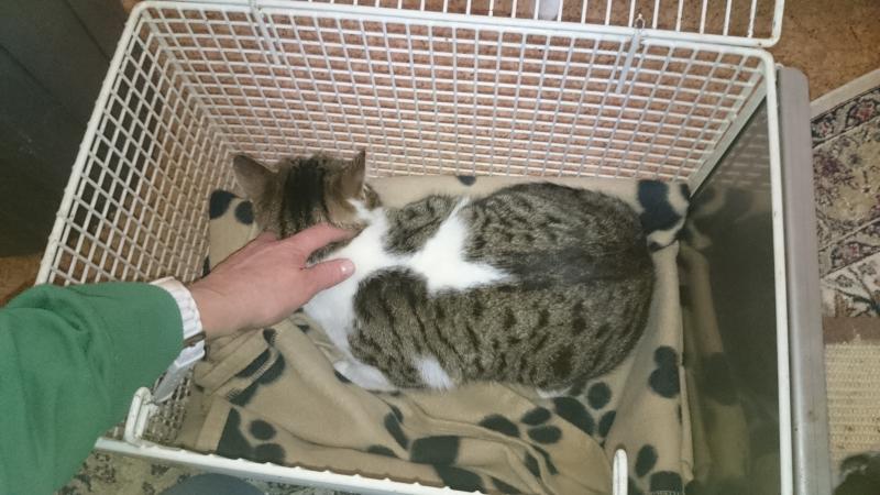 Europäische Hauskatze