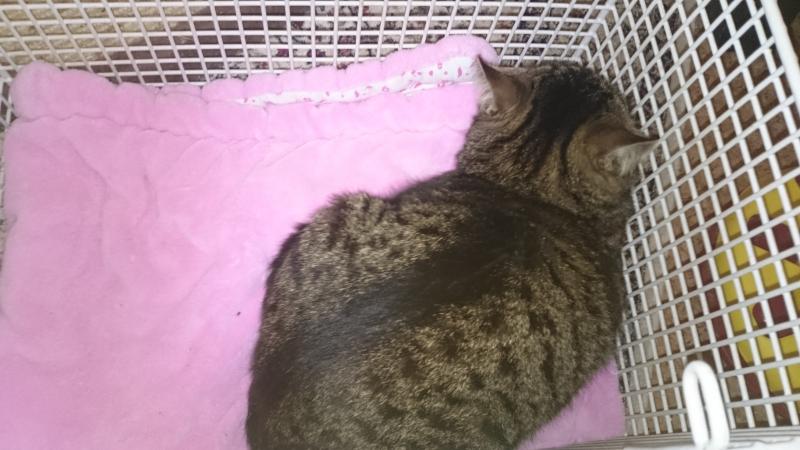 Europäische Hauskatze