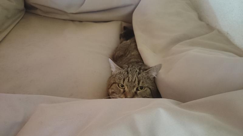 Europäische Hauskatze