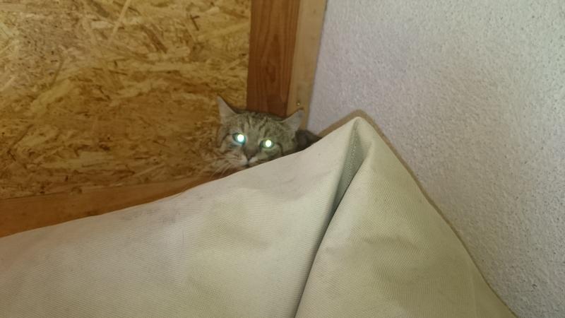 Europäische Hauskatze
