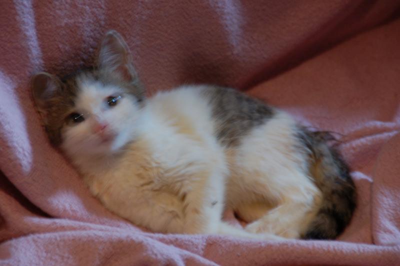 Europäische Hauskatze