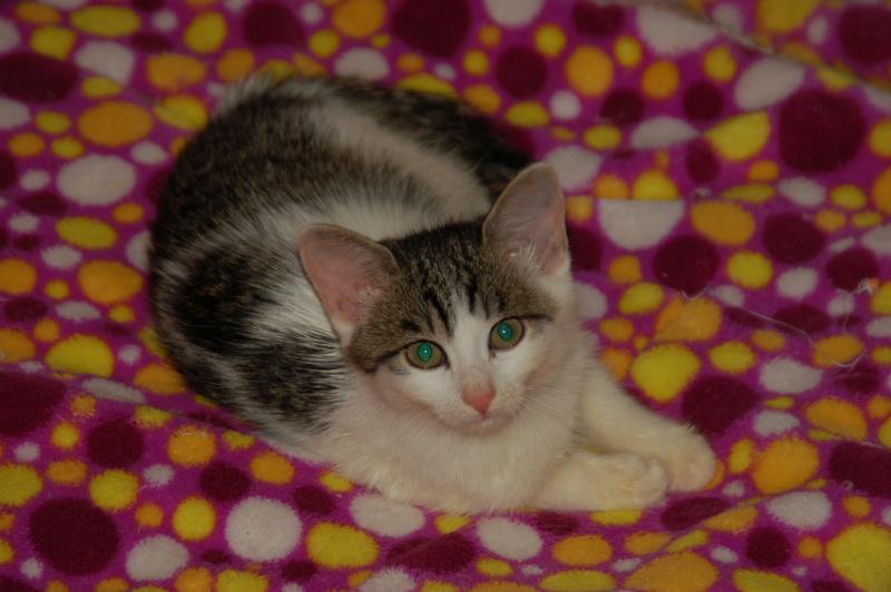 Europäische Hauskatze