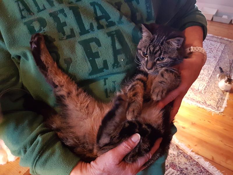 Europäische Hauskatze