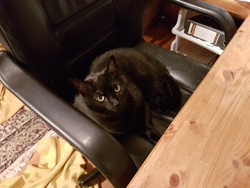 Europäische Hauskatze