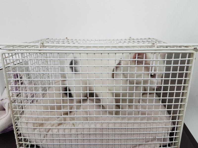 Europäische Hauskatze