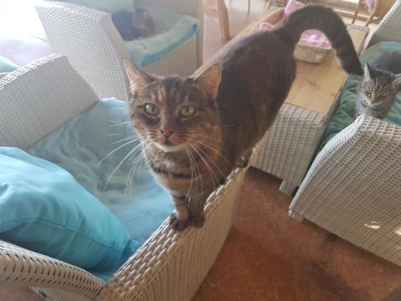 Europäische Hauskatze