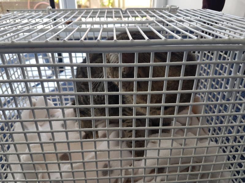 Europäische Hauskatze