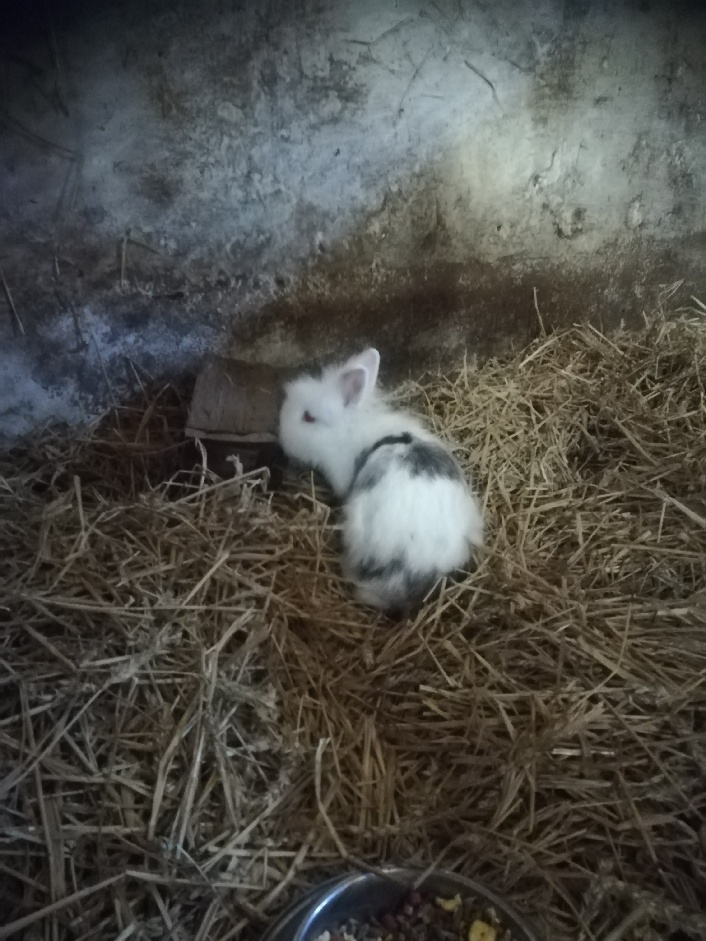 Kaninchen