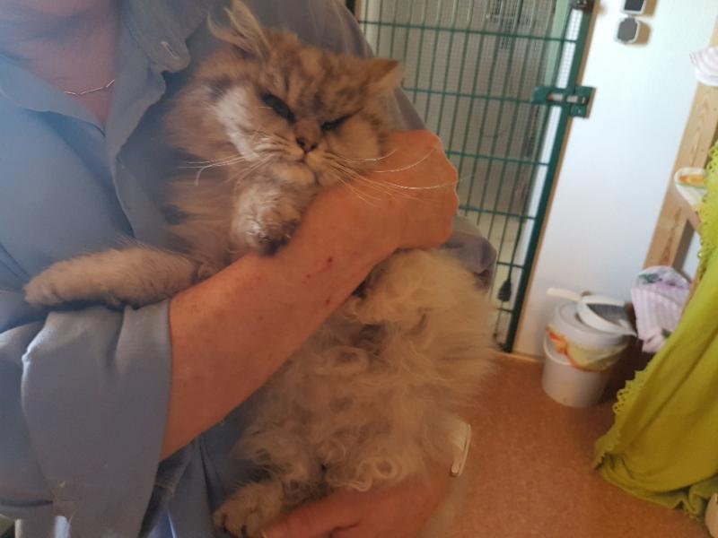 Angora