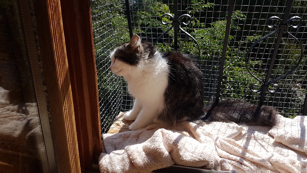 Europäische Hauskatze