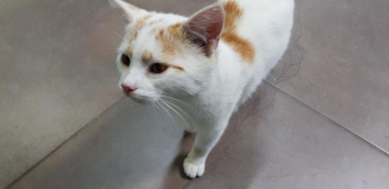 Europäische Hauskatze