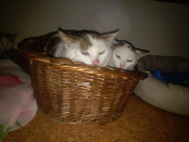 Europäische Hauskatze