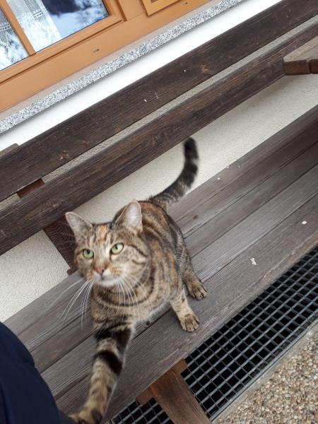 Europäische Hauskatze
