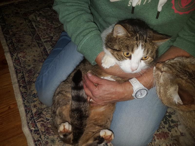 Europäische Hauskatze